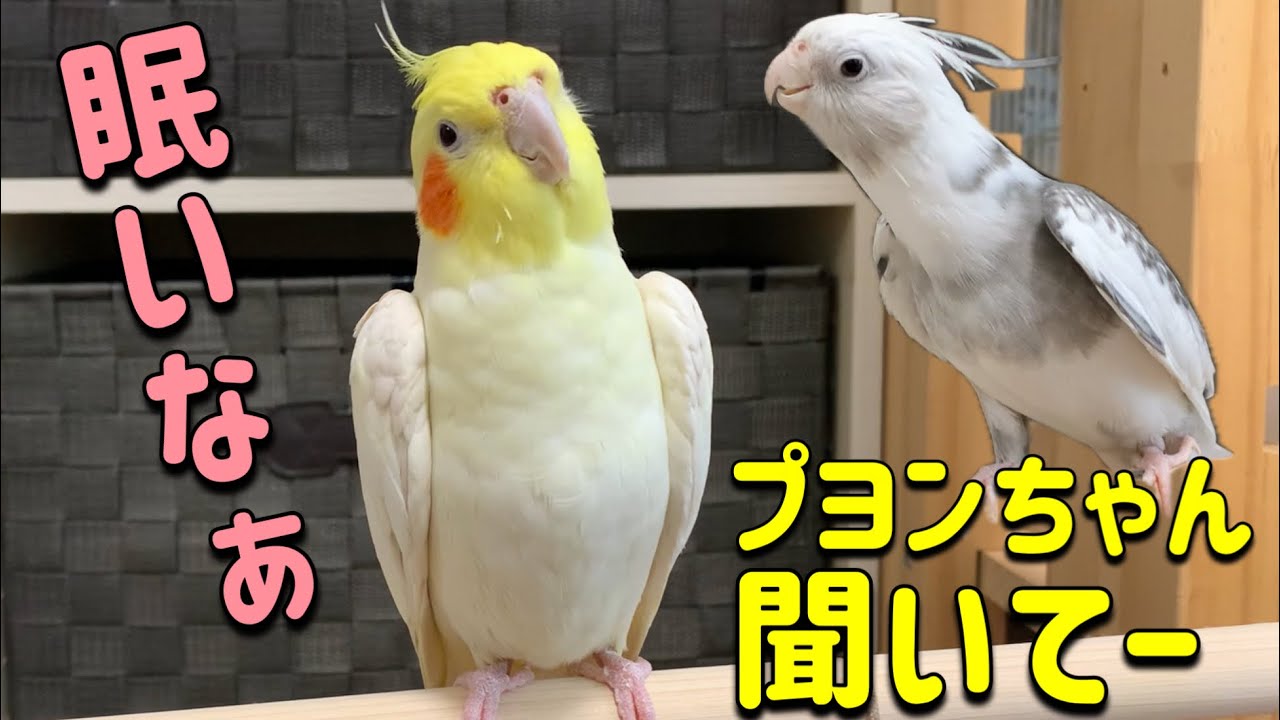 朝からノリノリ絶好調なゆっきーとまだ眠いプヨンちゃんvol.431#cockatiel#オカメインコ