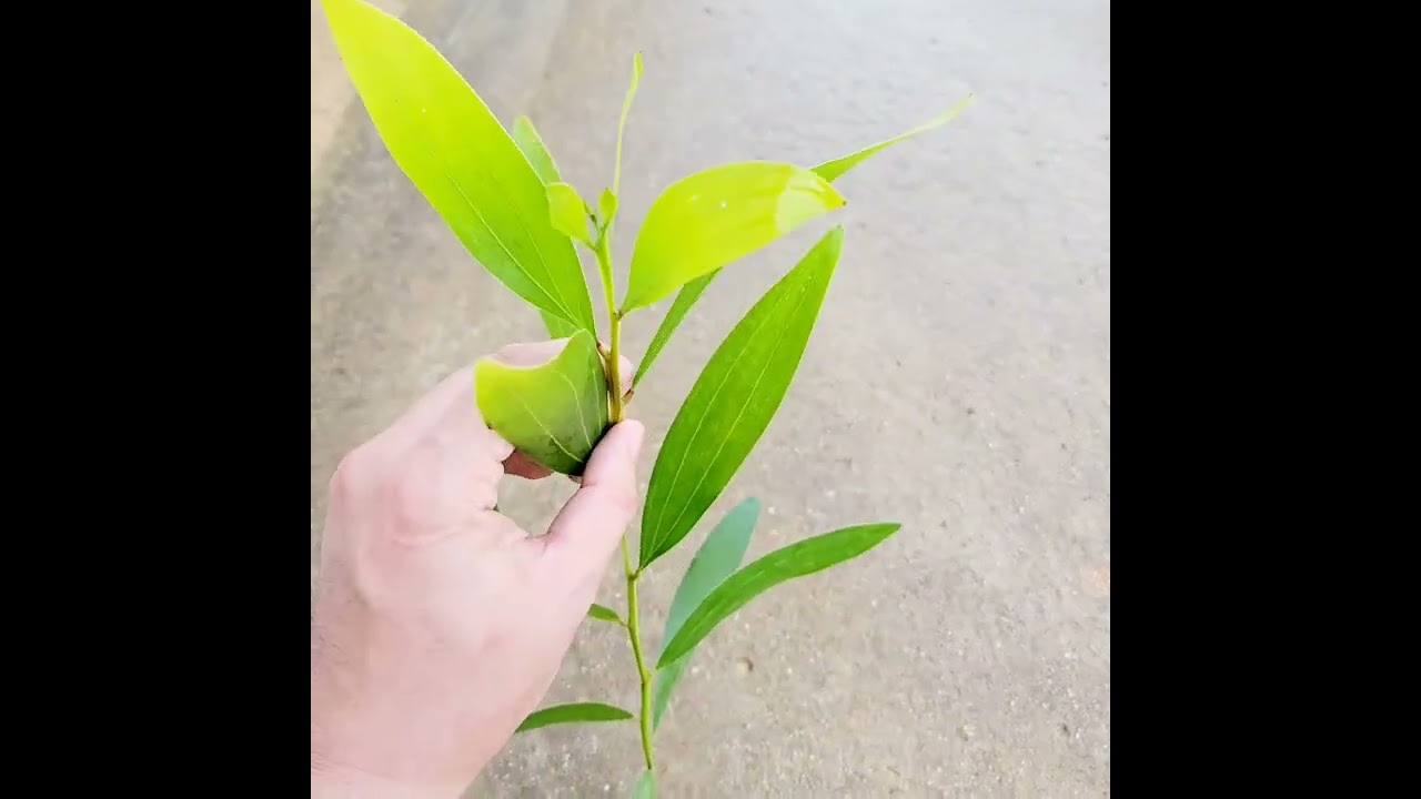 Nên mua keo mập lá non hay mua keo ốm lá cứng rễ nhiều?