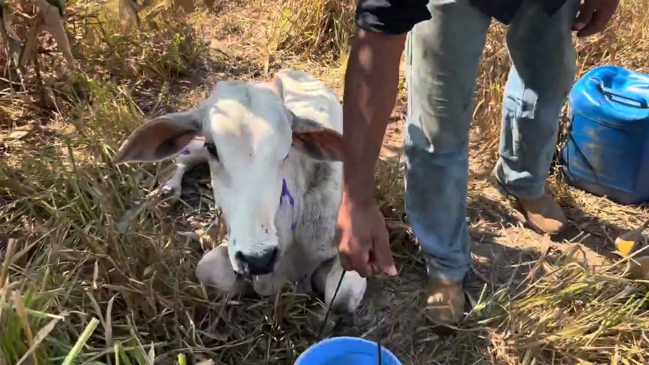 Como Aplicar Cálcio No Gado Caído | Aprenda Agora | Salva Mesmo Os Animais!