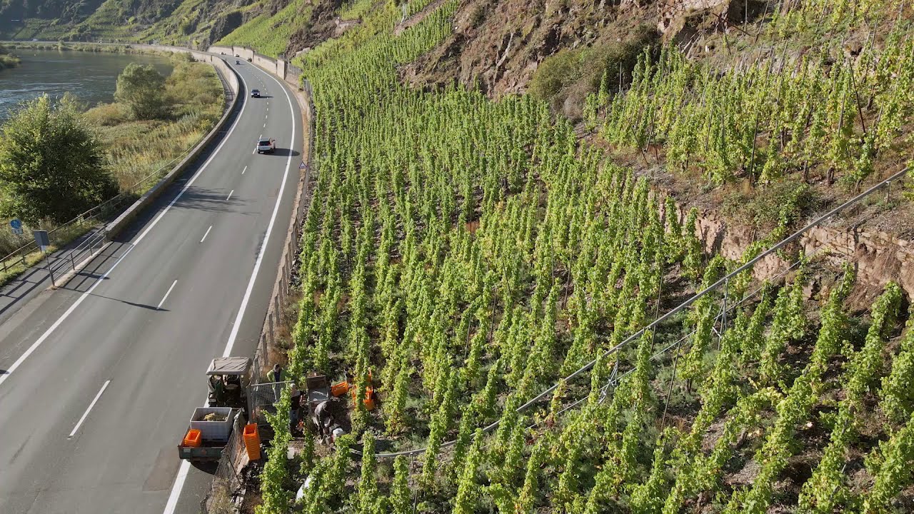 Weinlese 2020 im Calmont
