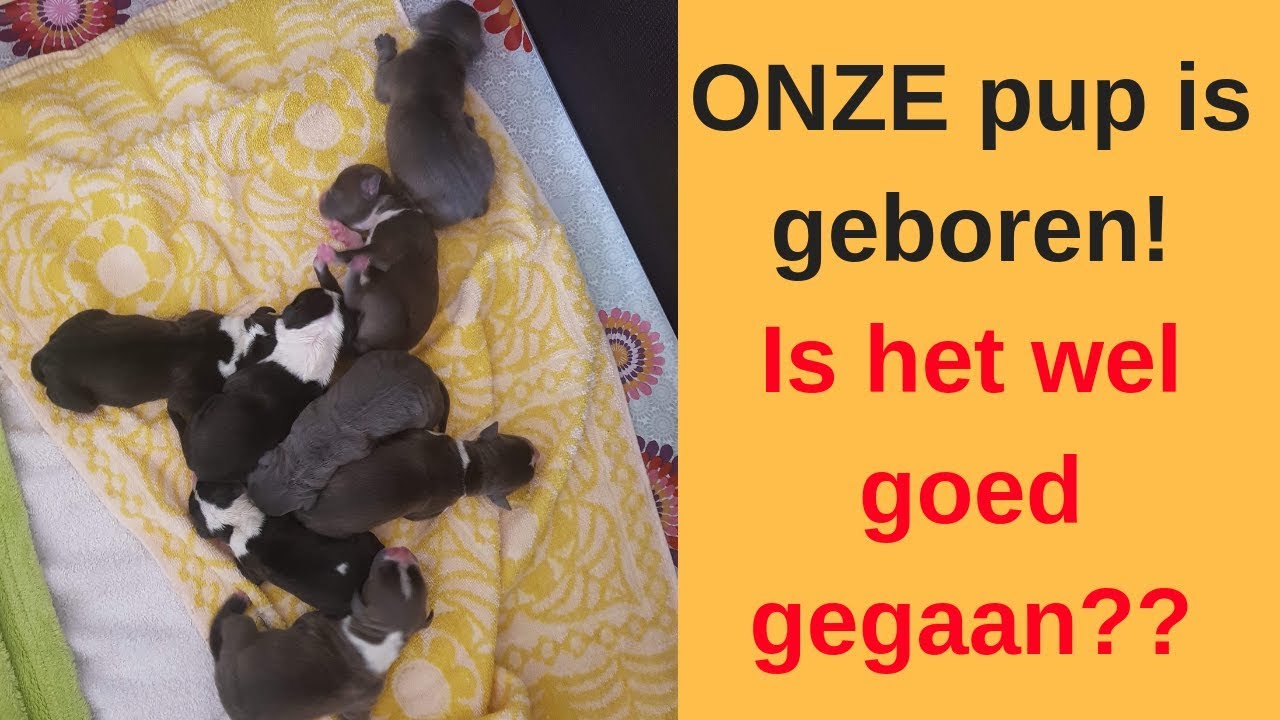 De puppies zijn geboren. Ben zo trots op Oika 😍😍😍