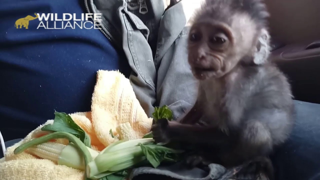 Baby macaque, Heidi, rescued and brought to nursery
