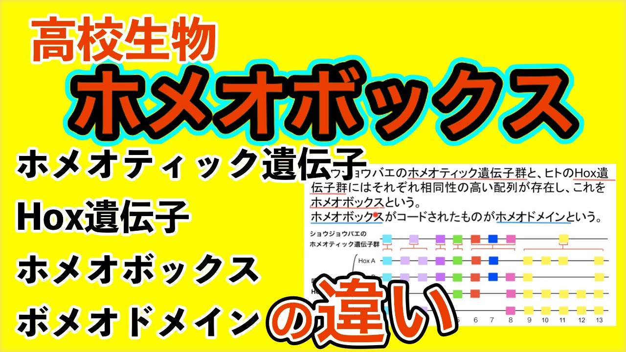 高校生物「ホメオティック遺伝子・Hox遺伝子・ホメオボックス・ホメオドメイン の違い」
