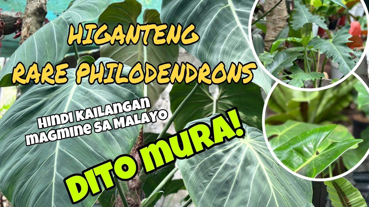 JACKPOT HIGANTENG PHILOS NO MORE GINTO! EXCITING TOUR!!