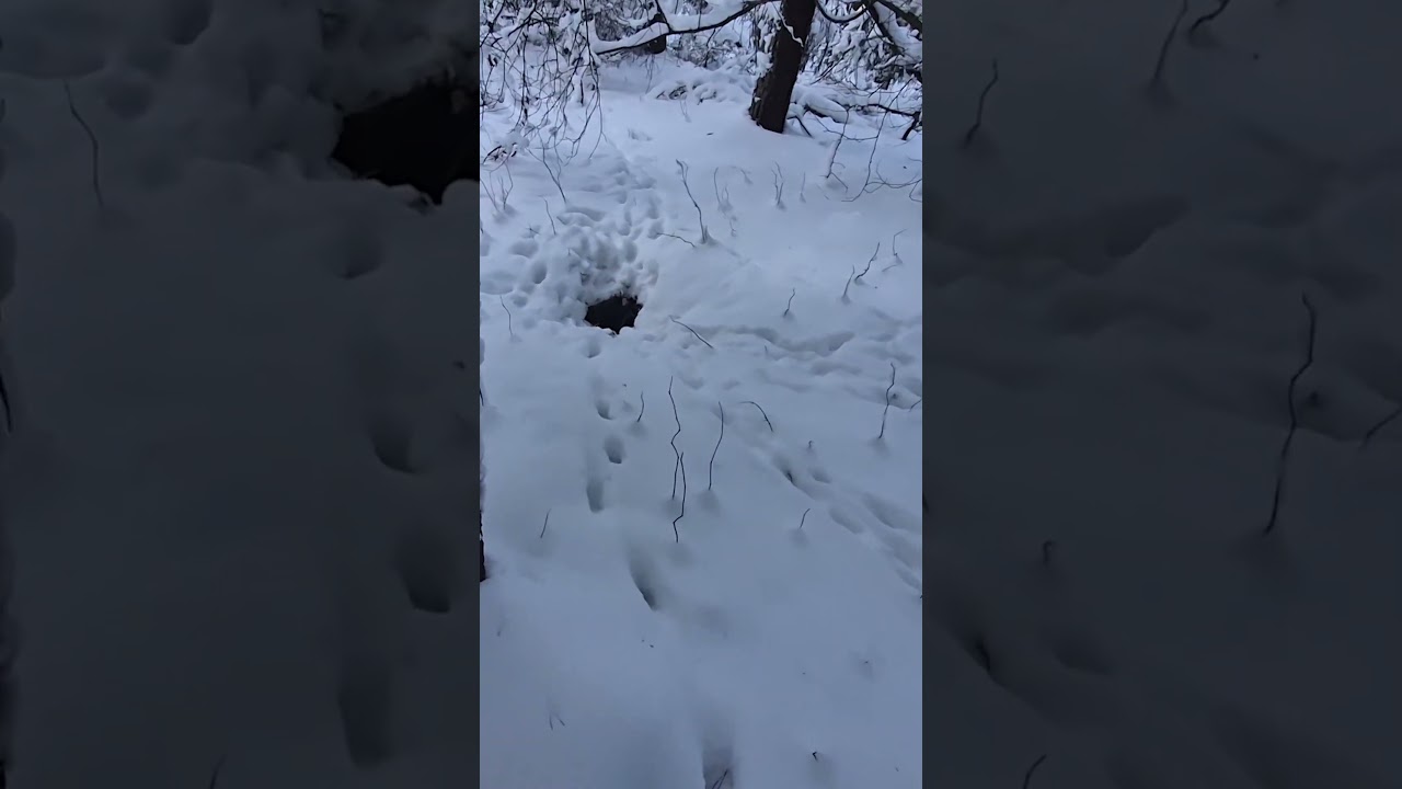 Animal Shelter Hidden in Plain Sight 
