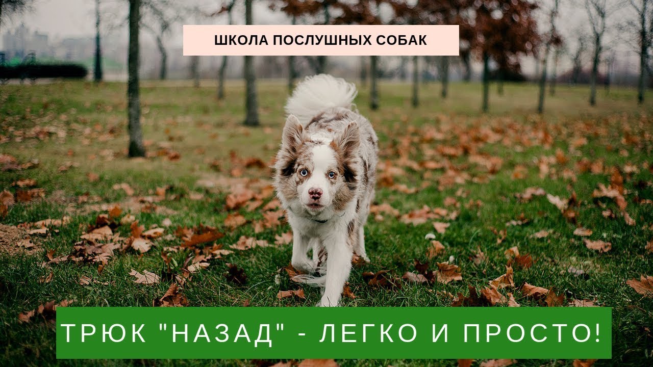 Трюк НАЗАД - легко и просто!