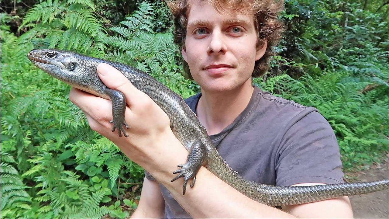 LAND MULLET! Australia's LARGEST Skink!