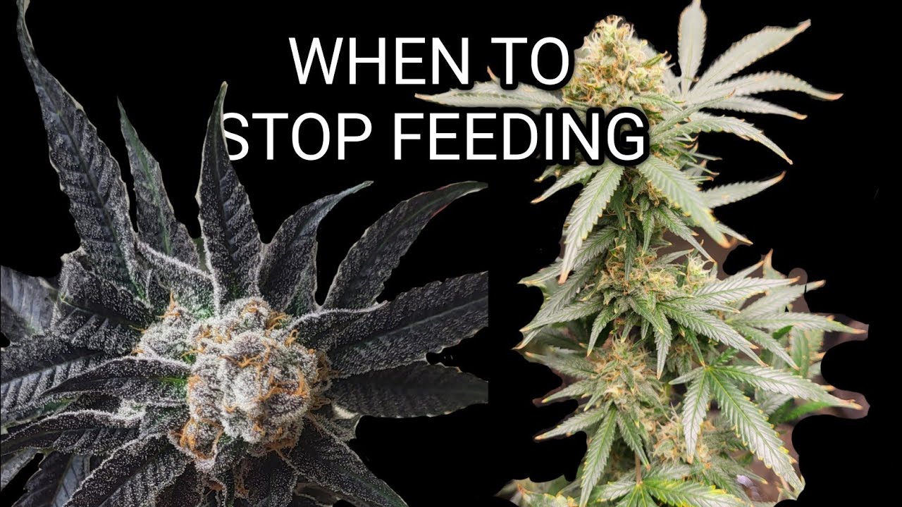 When To Start FLUSHING Cannabis Plants