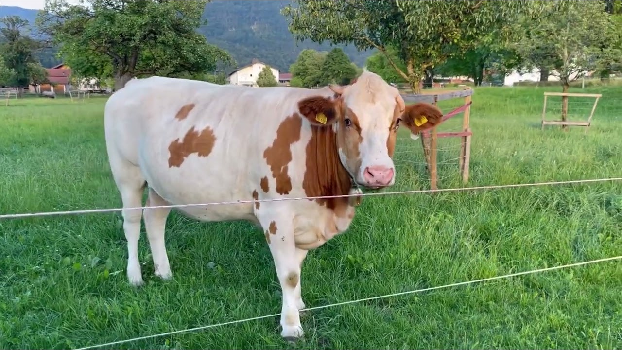 Kuh - junge wilde Stiere auf der Weide