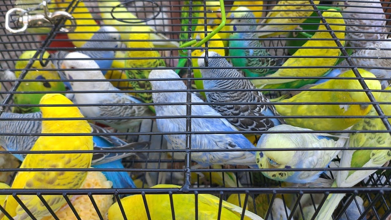 Lalukhet Sunday Market: Budgies, Java & Lovebirds Price Update (Feb 1, 2026) and Jaal rates update 