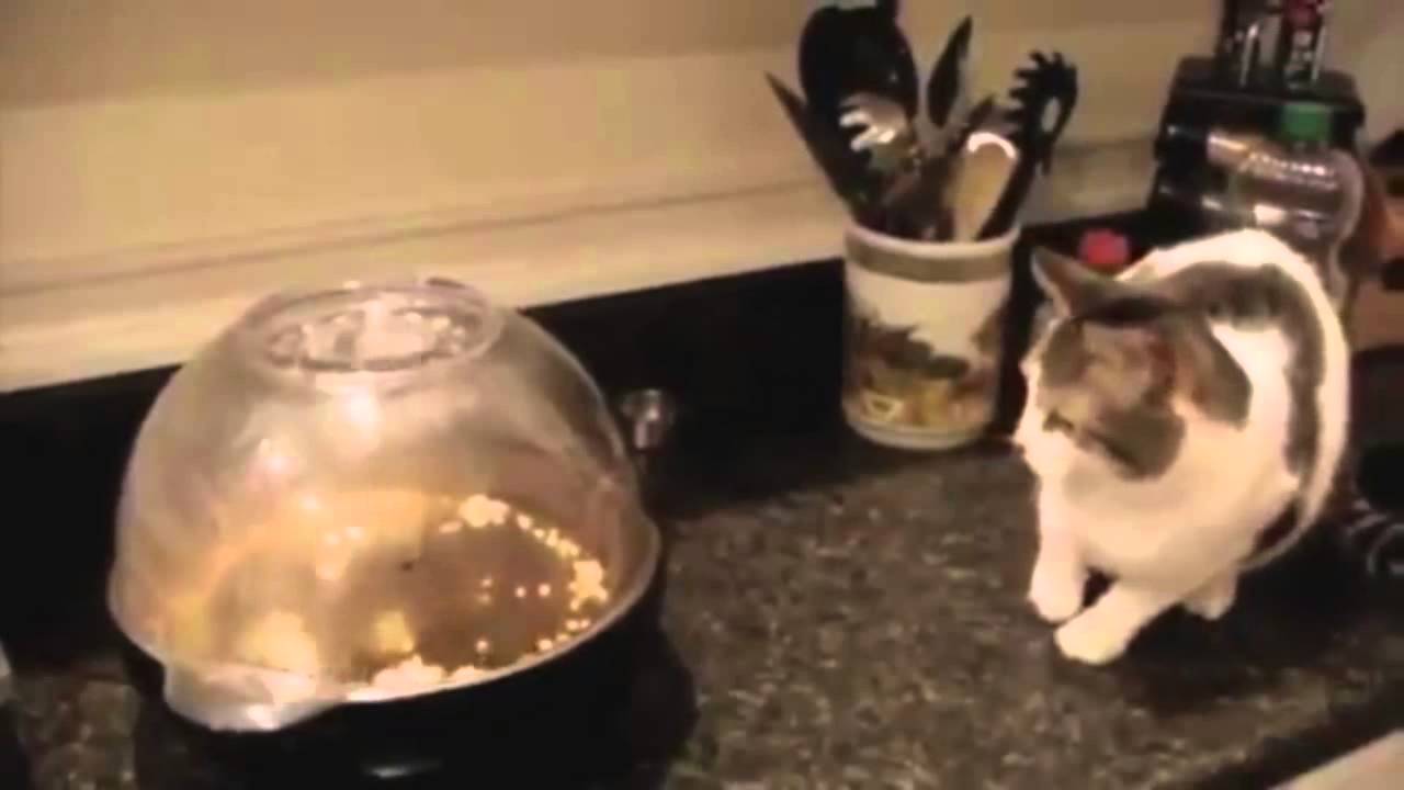 Most Funniest Cat`s Ever Seen HD (May 2013 Compilation)