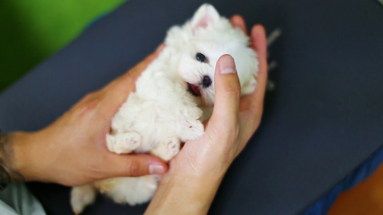 Micro maltese puppy