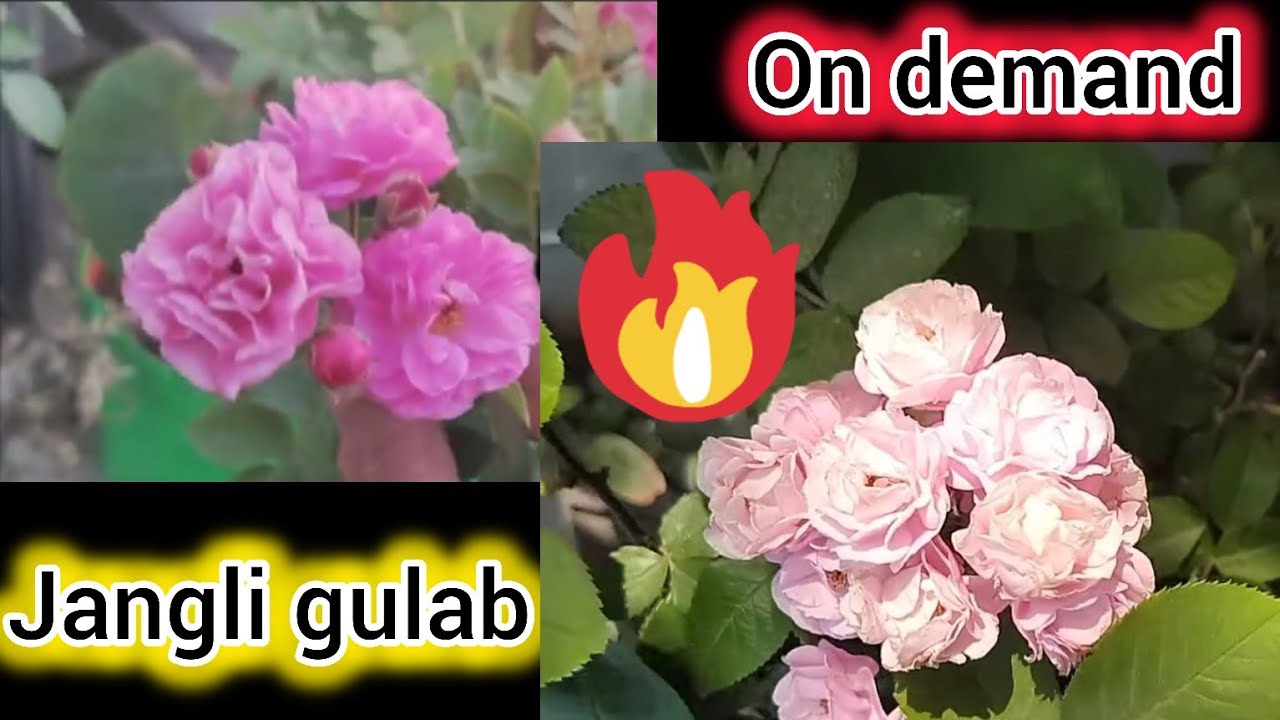 जंगली गुलाब पर पूरी जानकारी ( लोगों की मांग पर, A to Z  जानकारी)