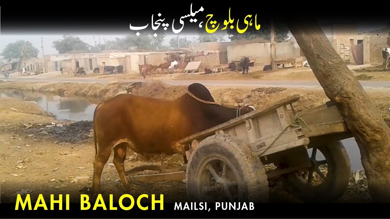 Mahi Baloch: a small village in Mailsi