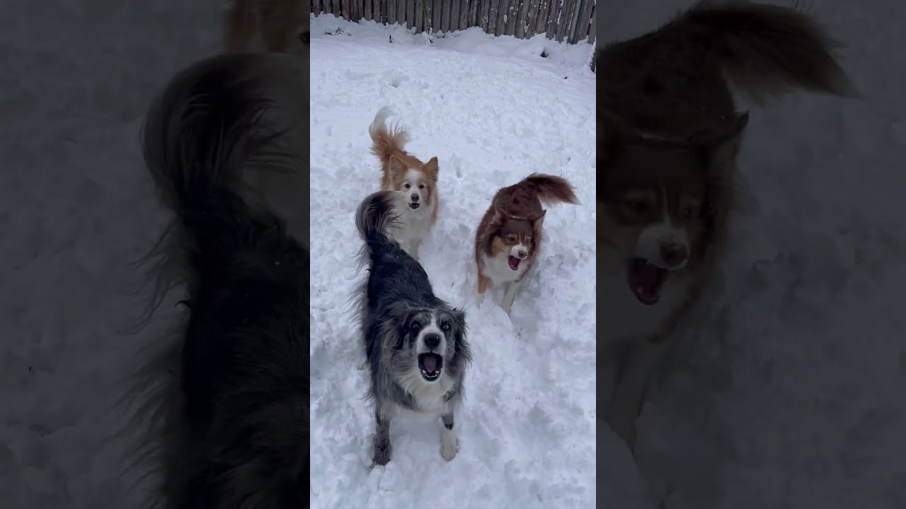 Let It Snow ❄️ Border Collie Mode Activated