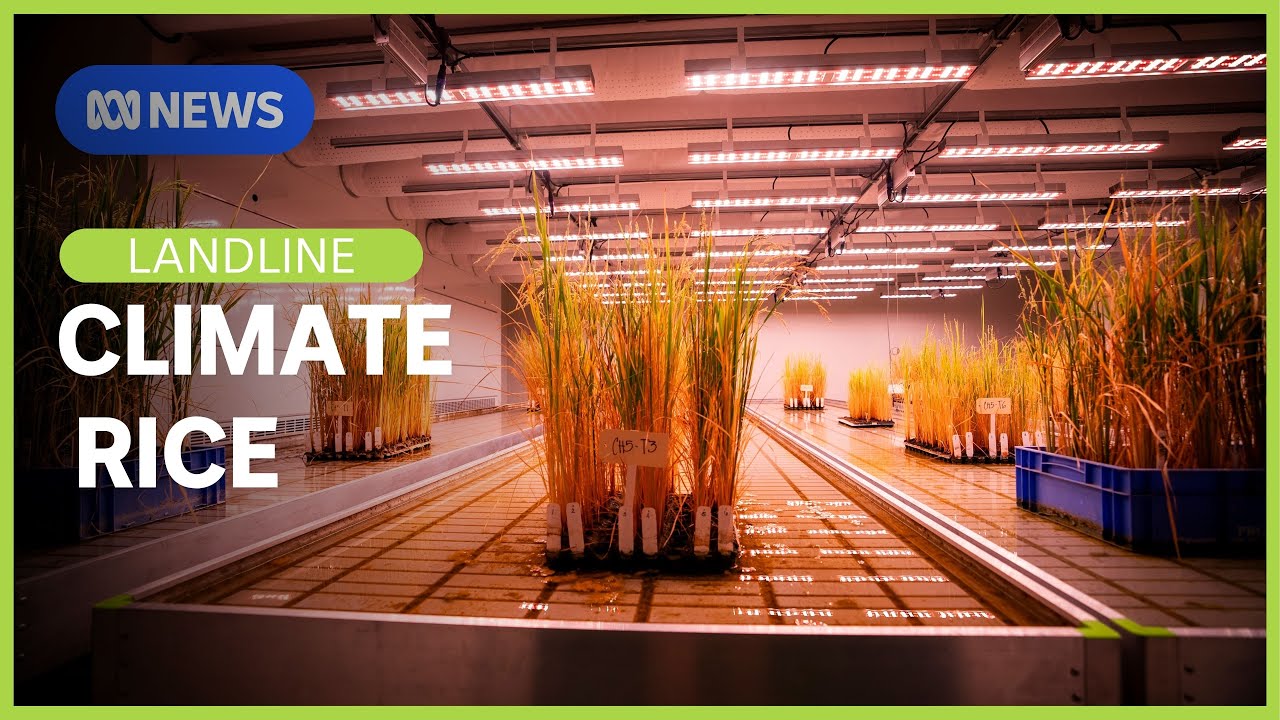 Climate Rice: The efforts to breed rice that can withstand climate change | Landline | ABC News
