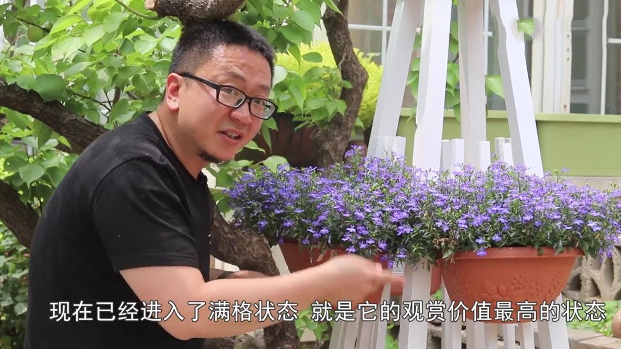 满天星、百合花、绣球花集体交作业，这20天的变化真是大【坤哥玩花卉】