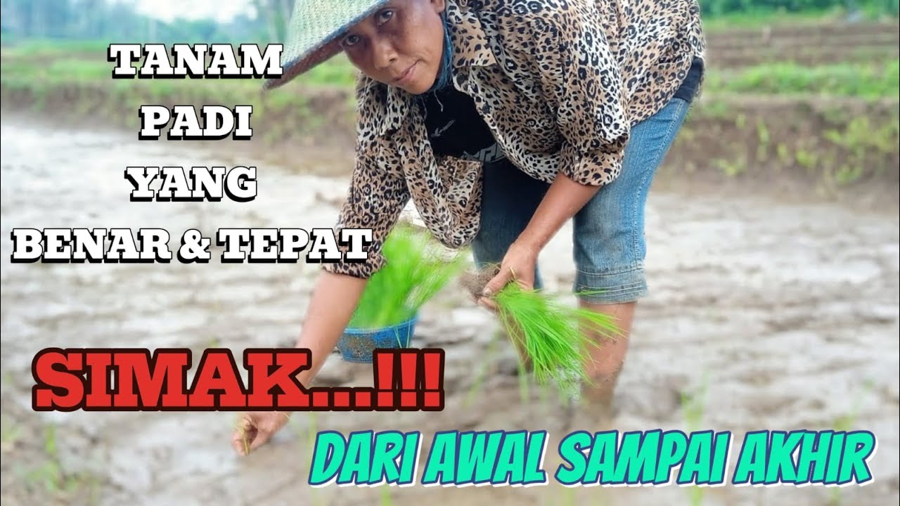 CARA MENANAM PADI HIBRIDA F1 INTANI 602 YANG BENAR