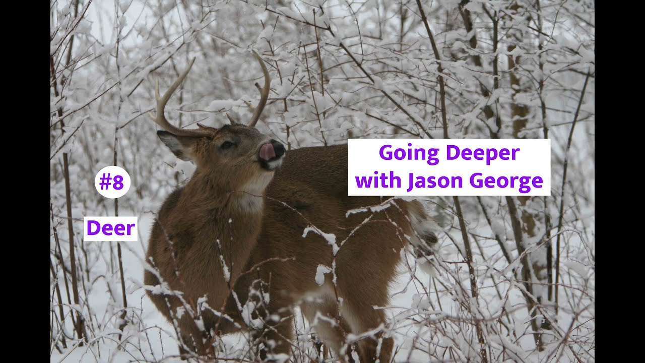 Oh, Deer - Episode - 8 with Jason George Photography - Going Deeper Series