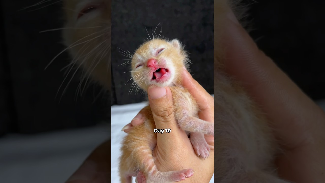 Timelapse saving a sick kitten 