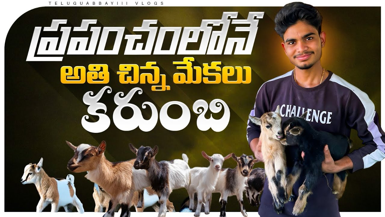 ప్రపంచంలోనే అతి చిన్న మేకలు కరుంబి ||వీటి కోసం తెలుసుకోండి|| shortest goats in the world || #animals