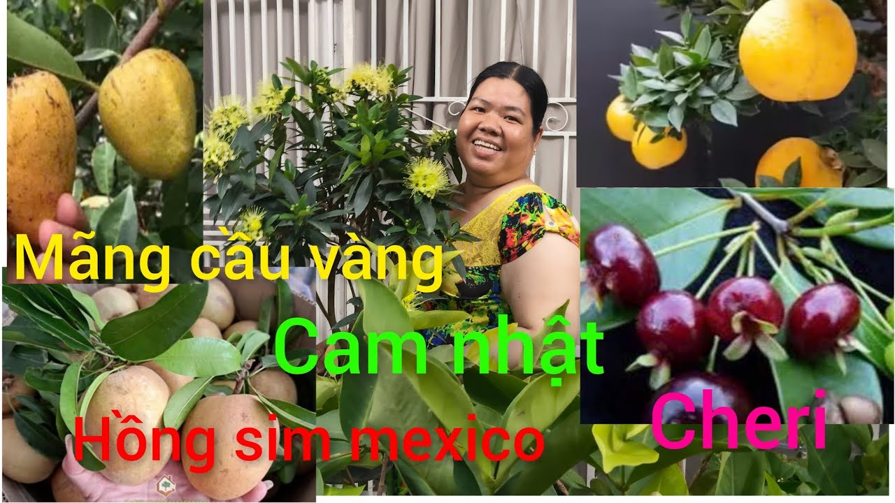 Ngày 11/3 Hồng cây giống giá rẻ miền tây giao lưu cây ăn trái chùm giuộc, mận an phước,na thái 