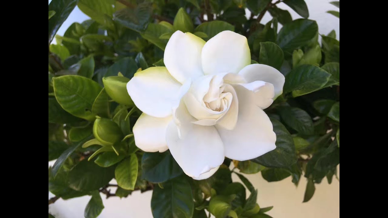 【19038】栀子花养植，栀子花扦插繁殖 //静姐说花 47