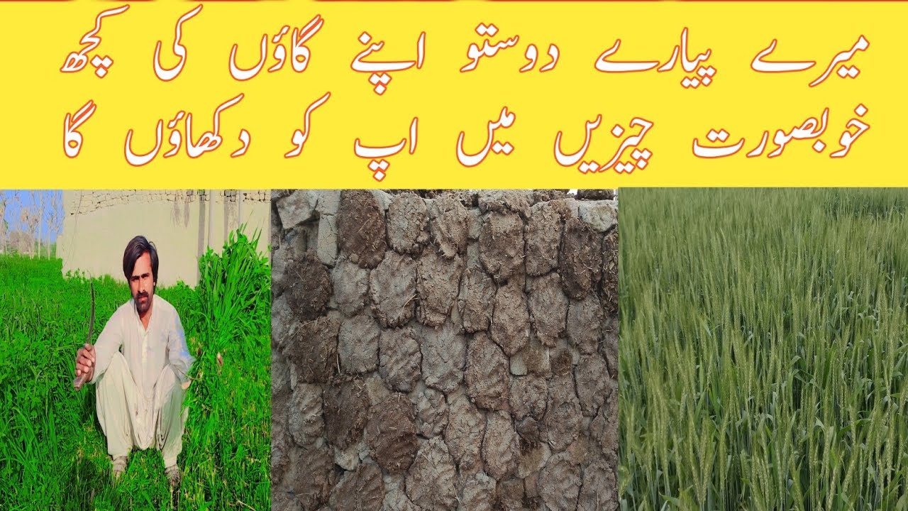 Maray pieary dostoo apnay village Kee Koch