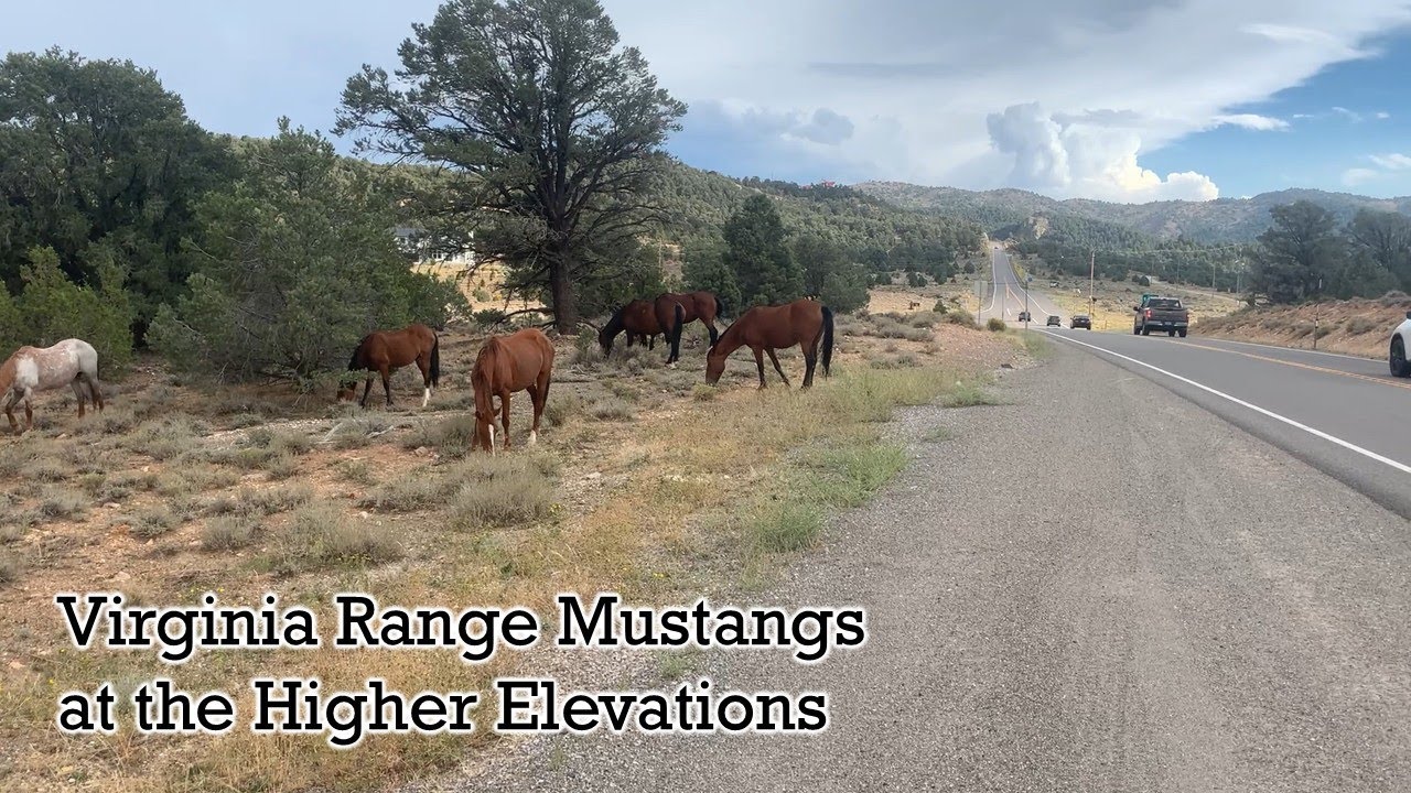 Virginia Range Mustangs at the Higher Elevations