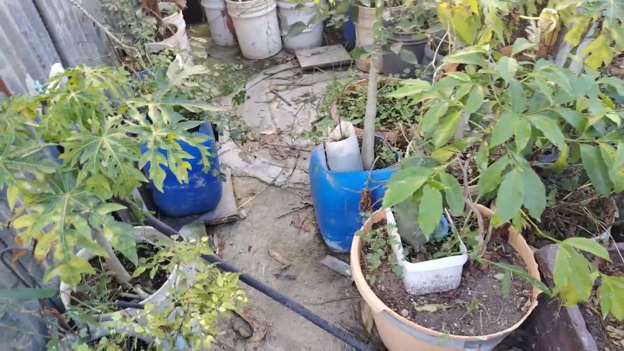 Noviembre en nuestro Huerto en macetas 