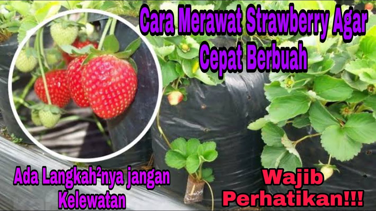4 Cara Merawat Strawberry Agar Cepat Berbuah