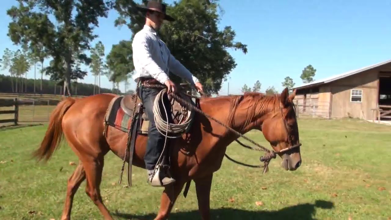 How To Get & Keep Your Horse's Attention