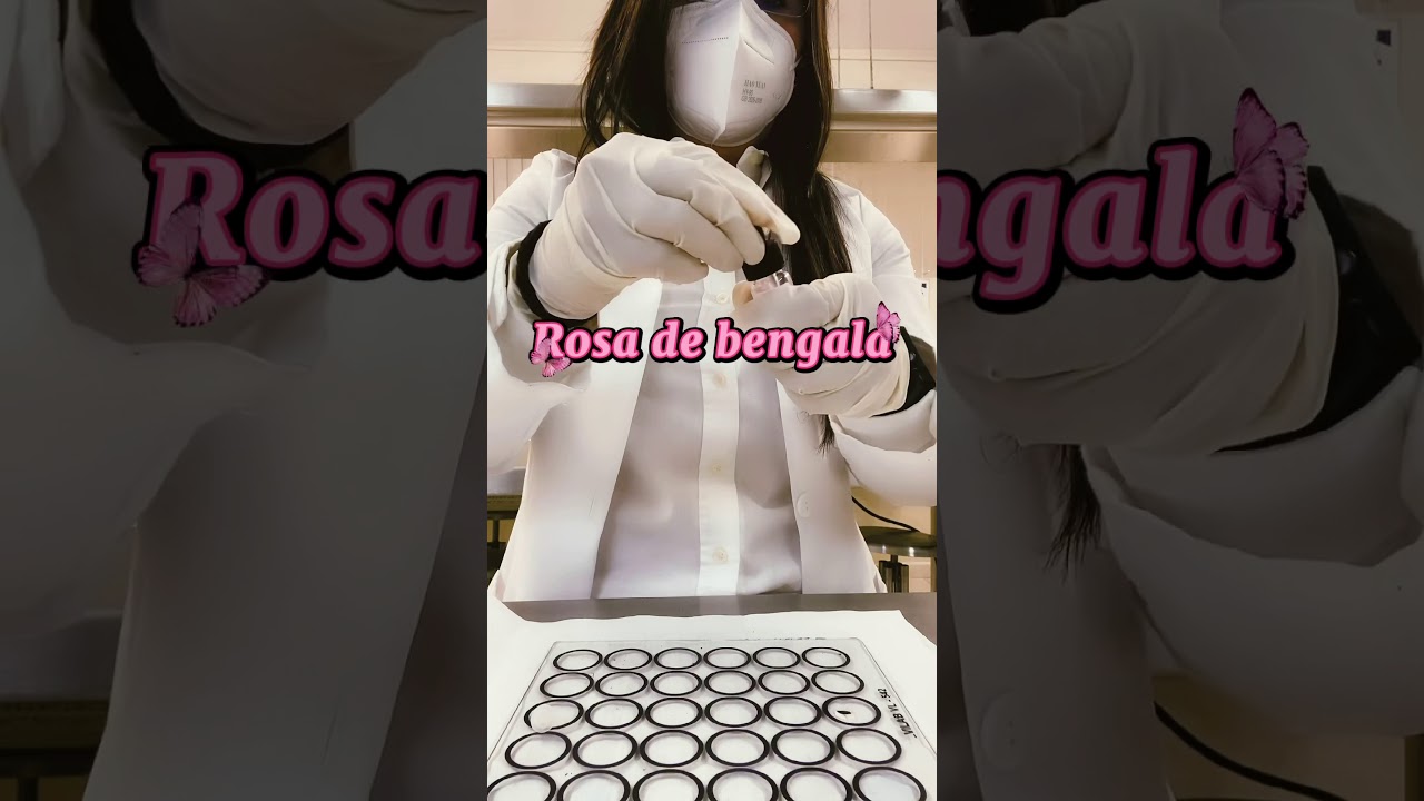 Rosa de bengala