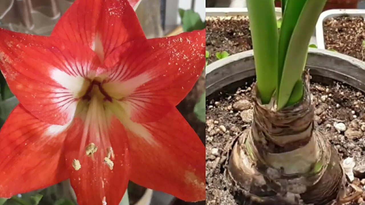 Preparing Amaryllis For Bloom | Force Amaryllis To Flower | Get back Amaryllis From Dormancy