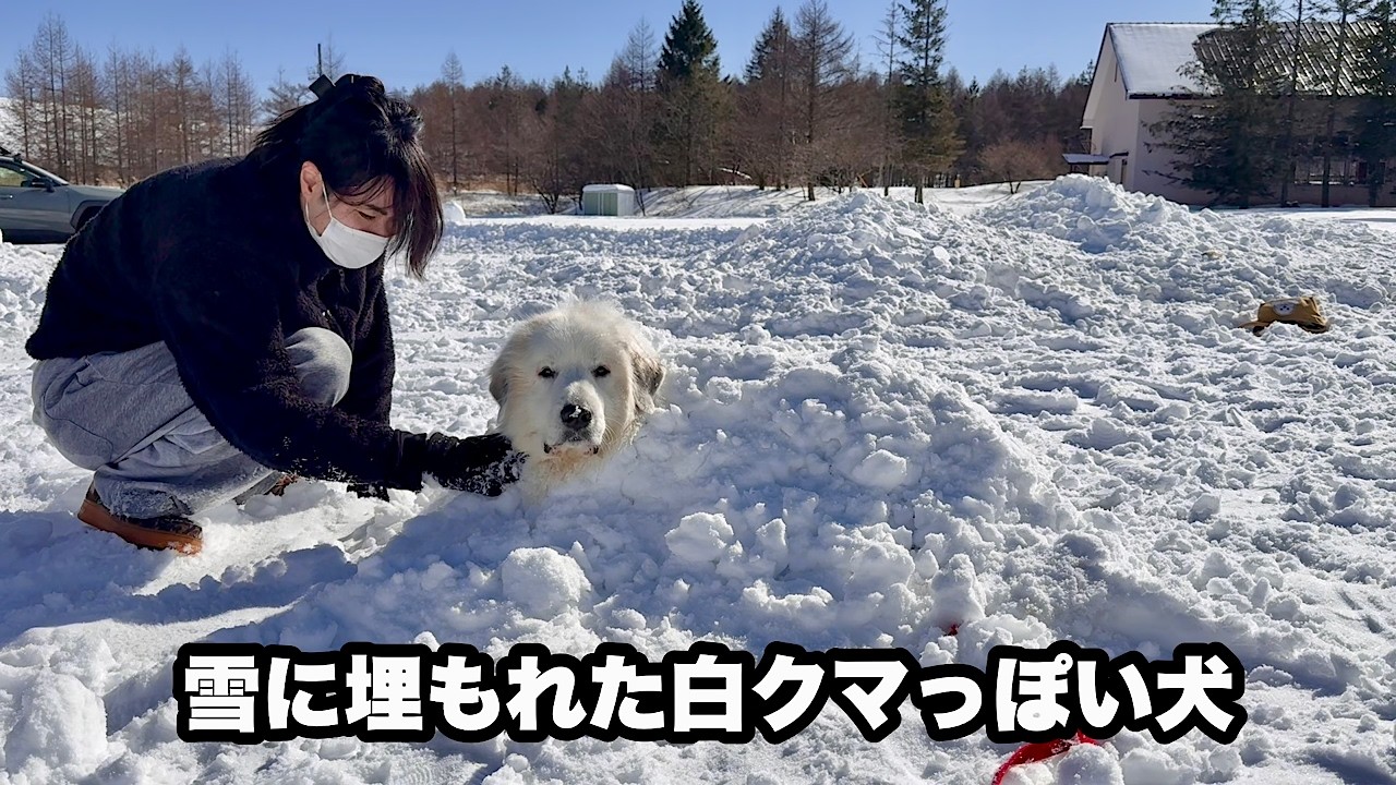 雪が大好きすぎて雪に埋もれちゃった超大型犬【雪風呂編】