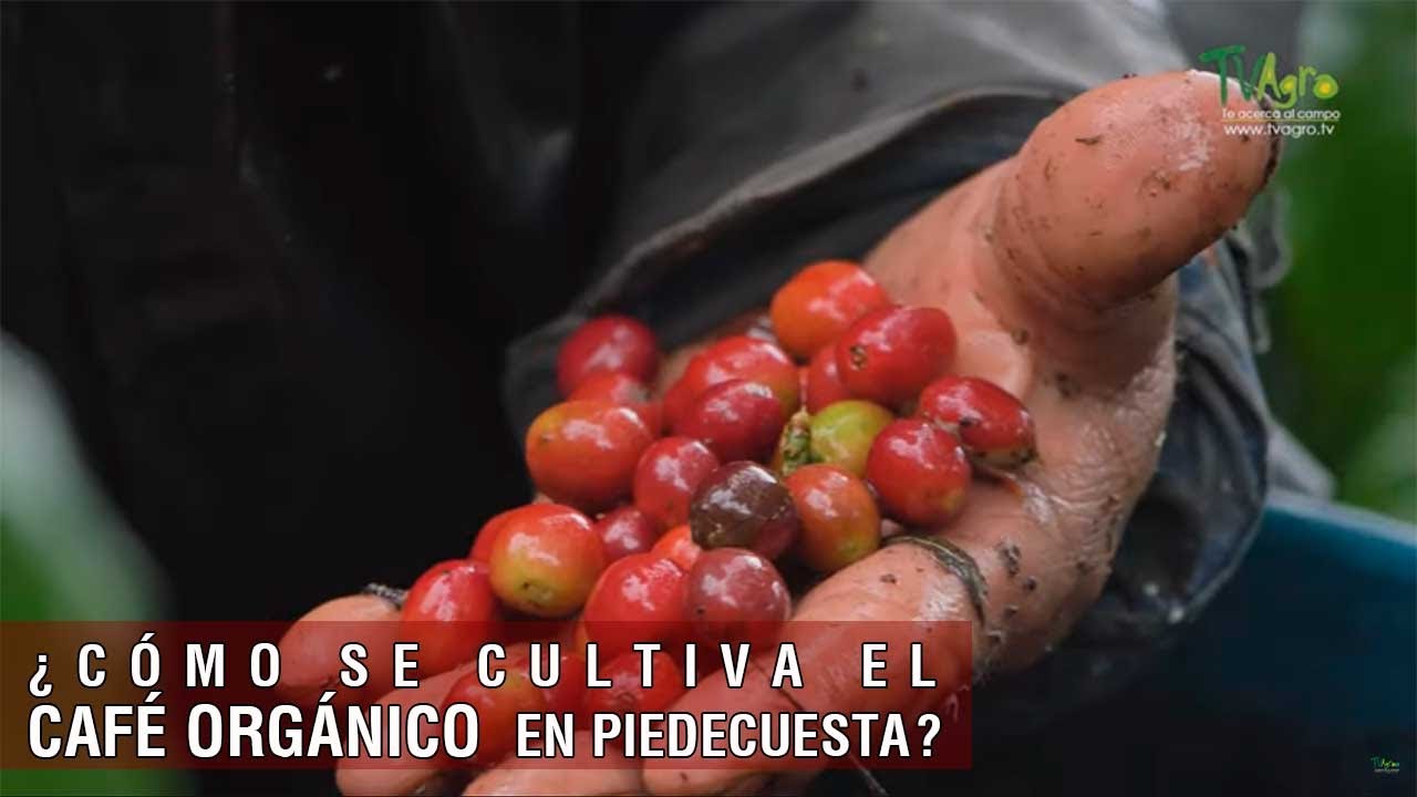 Cómo se cultiva el café orgánico en Piedecuesta - TvAgro por Juan Gonzalo Angel Restrepo