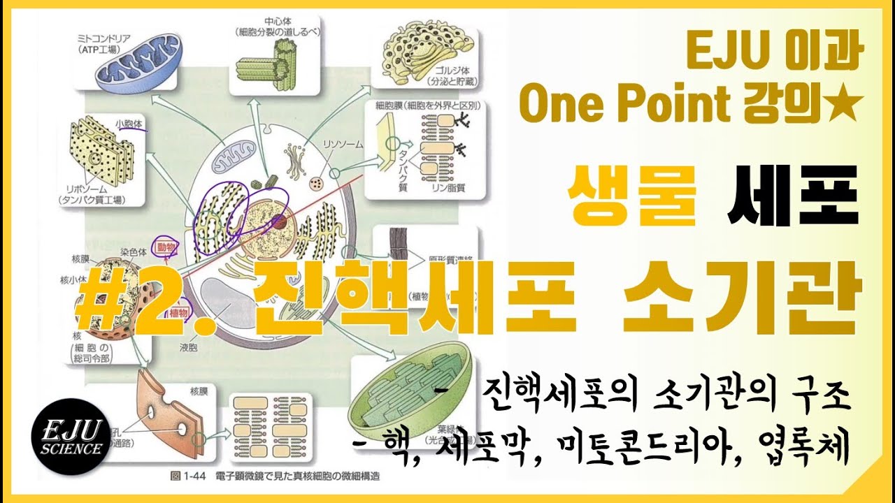 [세포학] #2. 진핵세포의 소기관1/핵, 세포막, 미토콘드리아, 엽록체