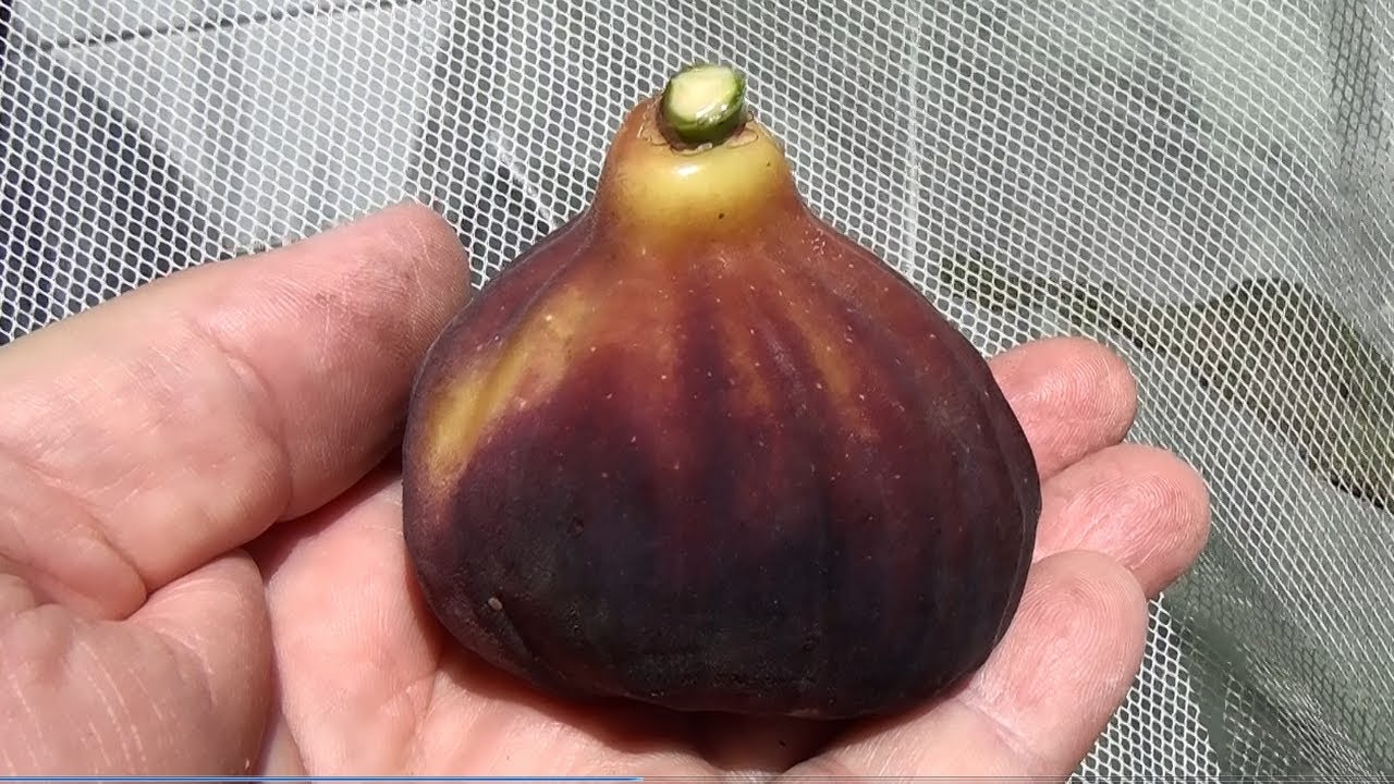 The famous Black Bursa Fig (Bursa Siyahi)