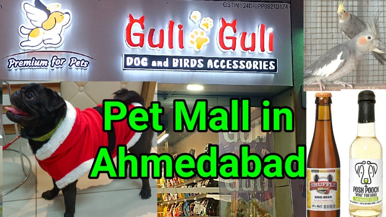 Pet Mall in Ahmedabad | Guli Guli Pet Shop