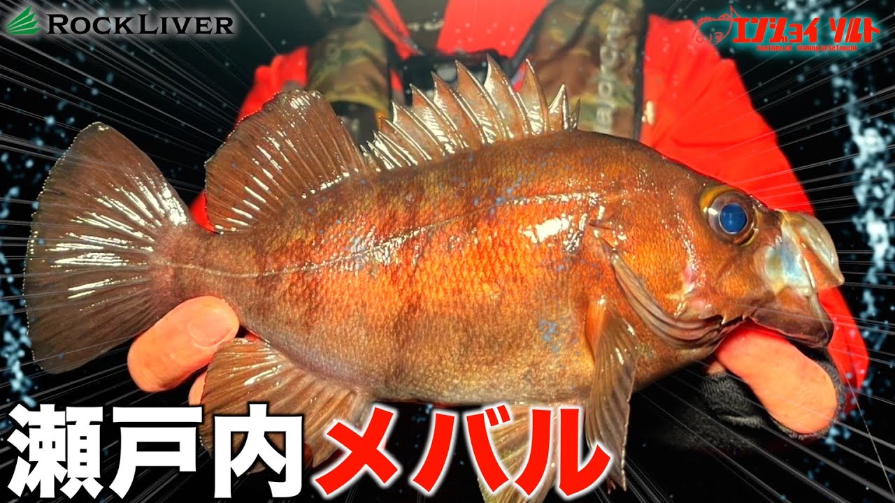 【神回】パターンにはめてメバル連発！メバリングの基本を教わります！