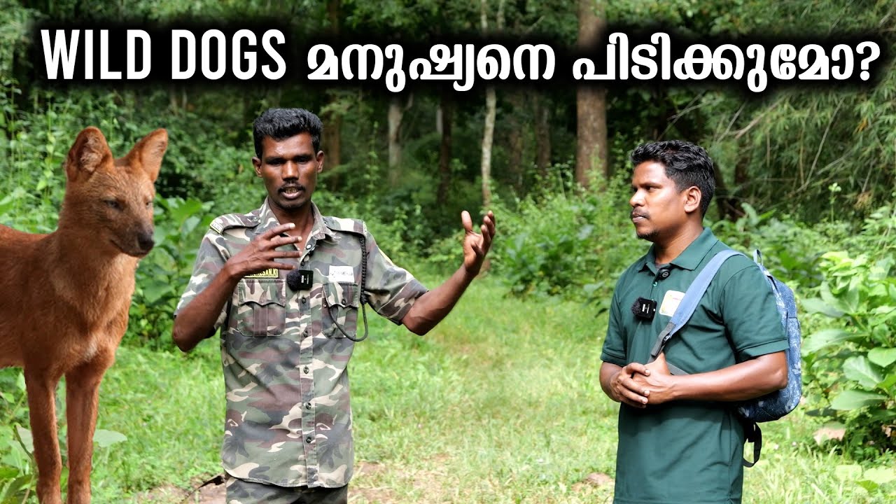 കാട്ടുപട്ടി  മനുഷ്യനെ ആക്രമിക്കുമോ ? Do Wild Dogs attack Humans. ??