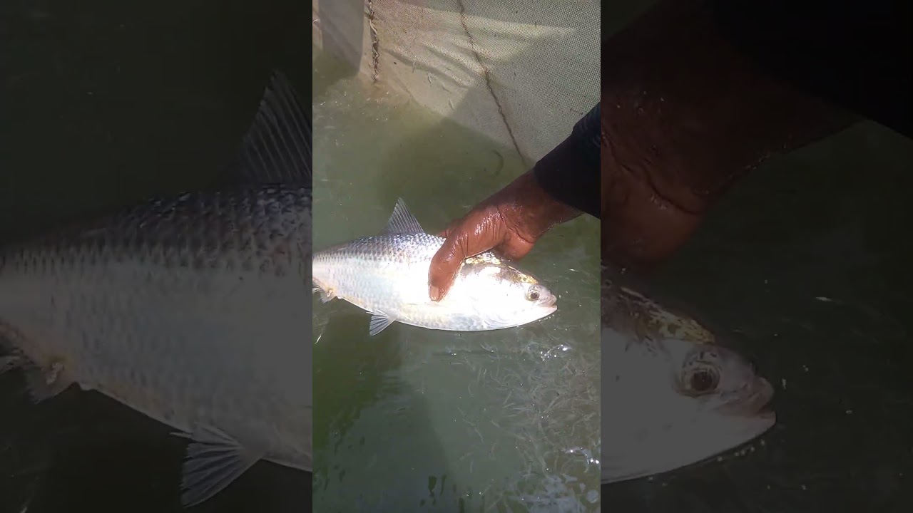 Hilsa Fish. #shorts #fish #hilsa #fishing