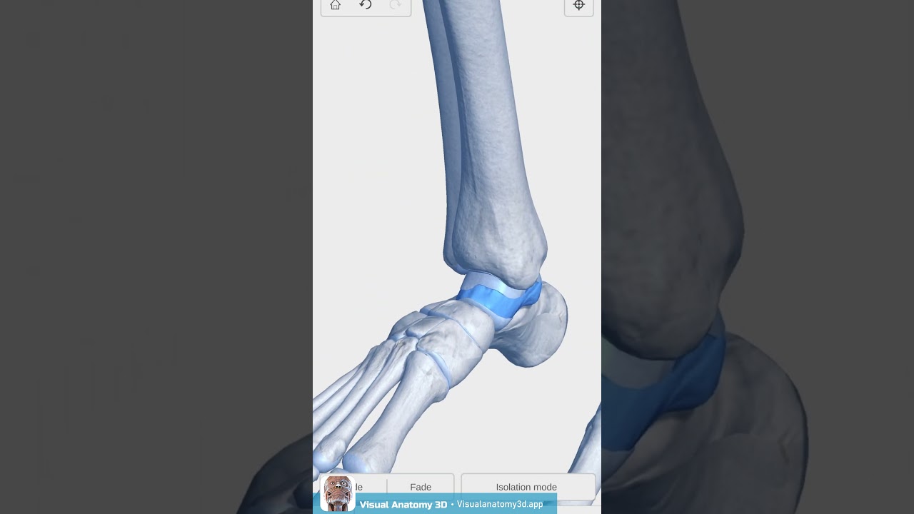 Visual Anatomy 3D   Facts about the talus
