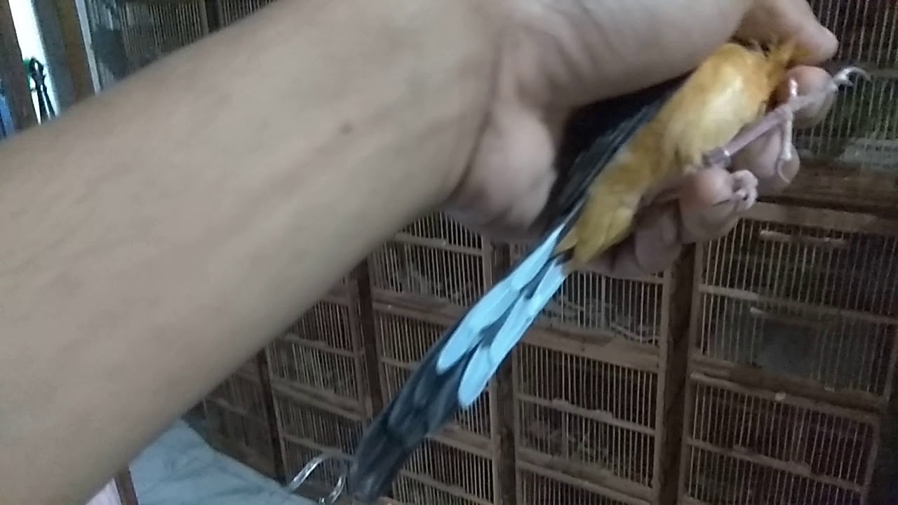 UNBOXING MURAI BATU Betina trah Lokal memiliki 3 pasang ekor putih termahal 2019
