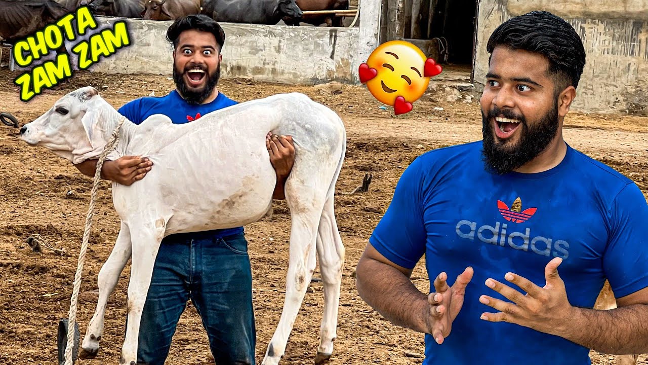 MASHAALLAH ZAM ZAM KA CHOTA BHAI LY LIYA ?! 😍 | SYED FAHAD | COW MANDI
