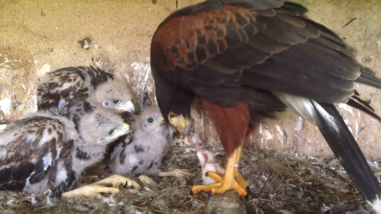 Unique Feeding of Harris Hawk Caught on Camera