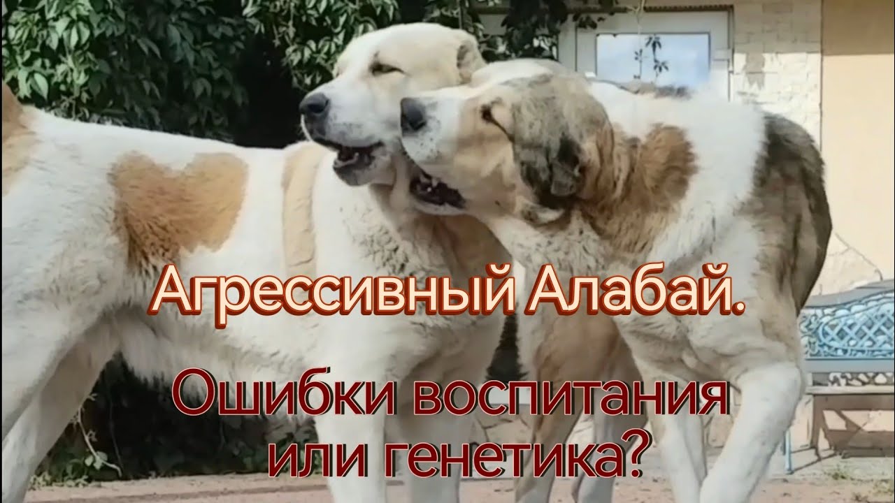 АГРЕССИВНОСТЬ АЛАБАЕВ.   Ошибки воспитания, или гены?