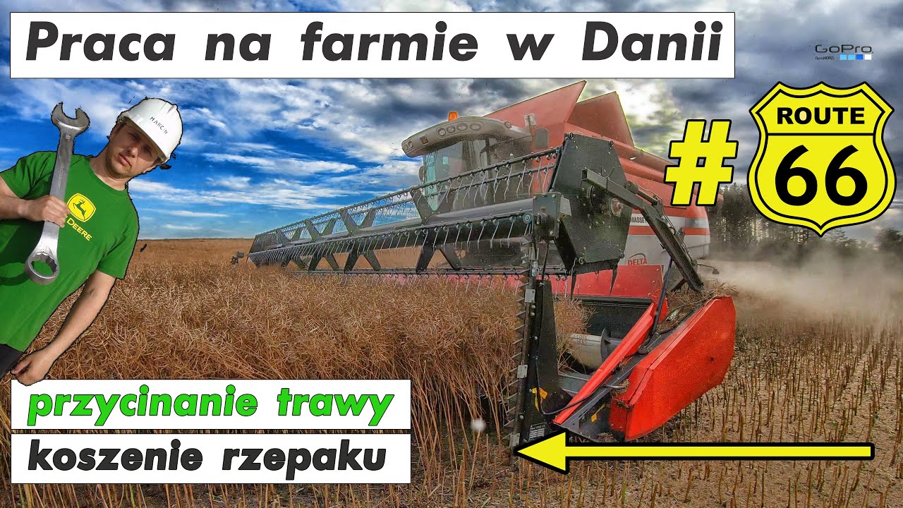 Praca na farmie w Danii #66 | Work on the farm in Denmark #66 harvest żniwa