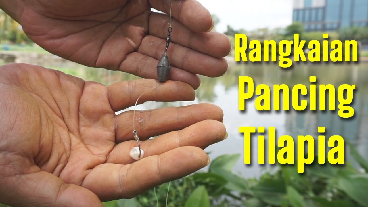 Cara Mancing Tilapia Disarangnya