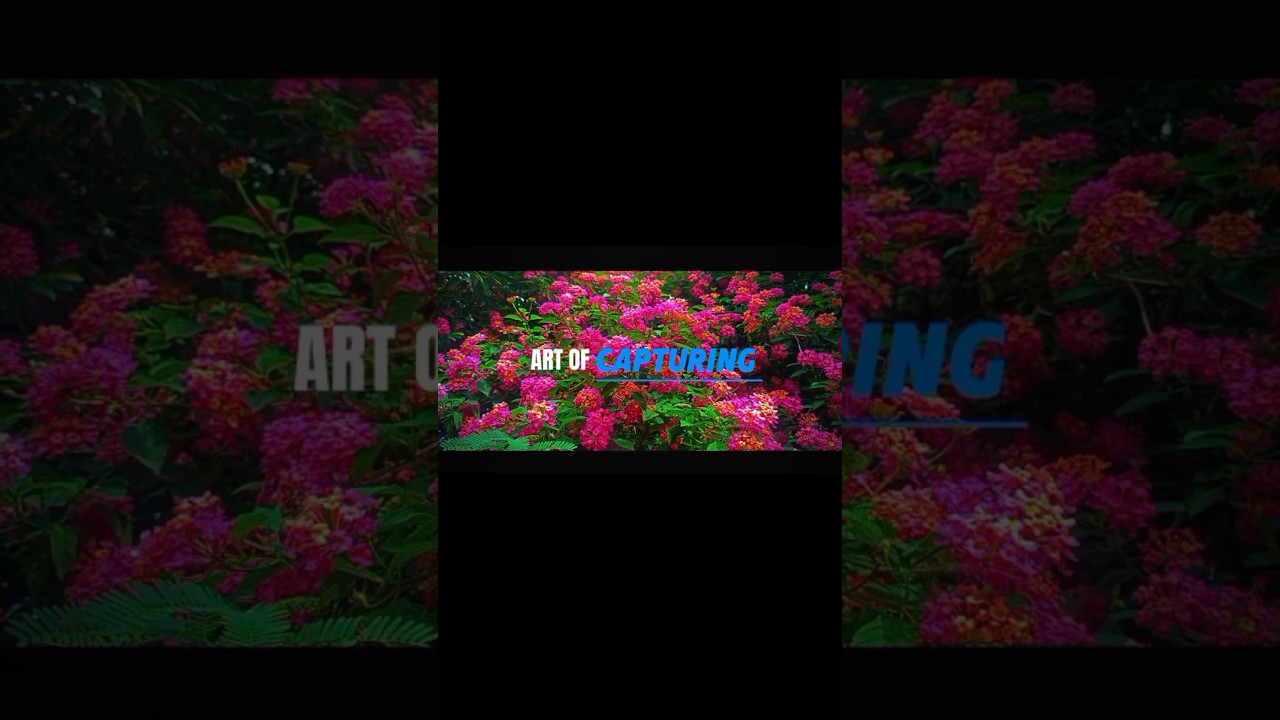 ART OF CAPTURING 💥🤯🍃🎦||#capcut #art #capturing #cinematic #love #trending #frame #nature